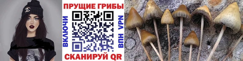 Галлюциногенные грибы прущие грибы  Солнечногорск 